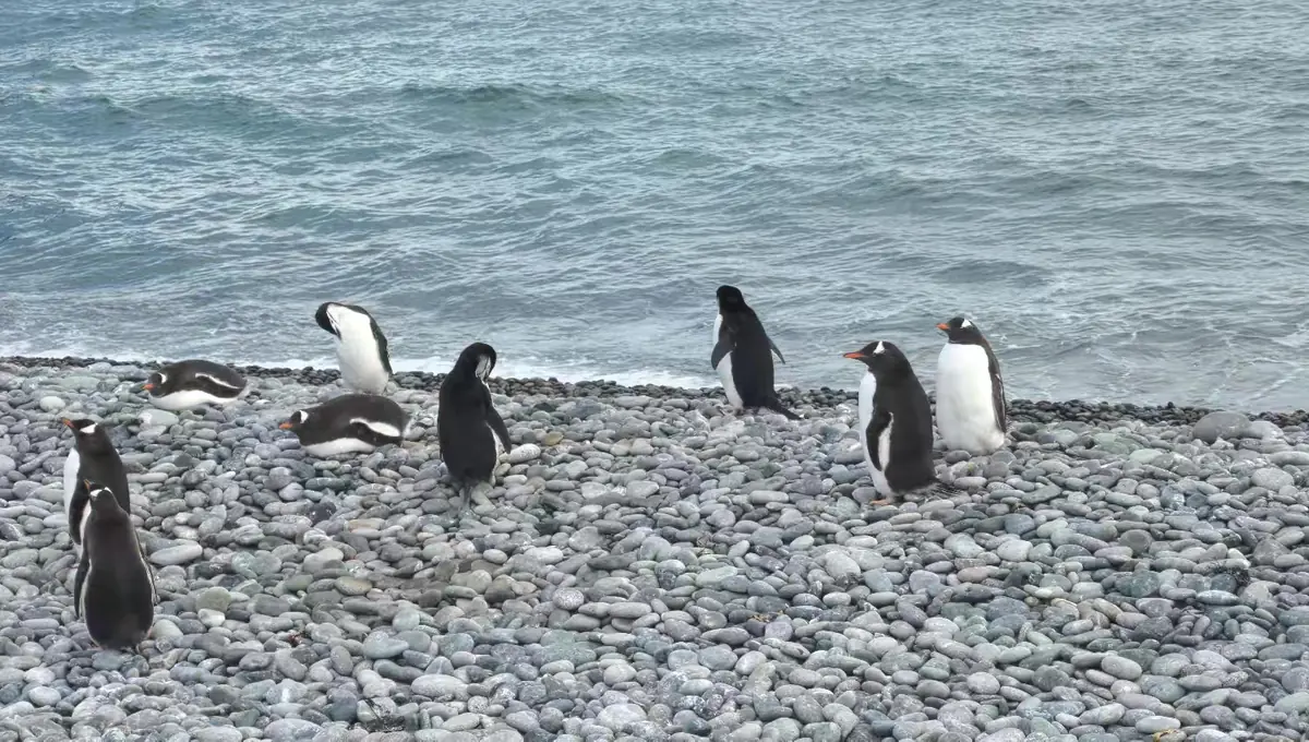 The Southernmost World: Antarctica image 4