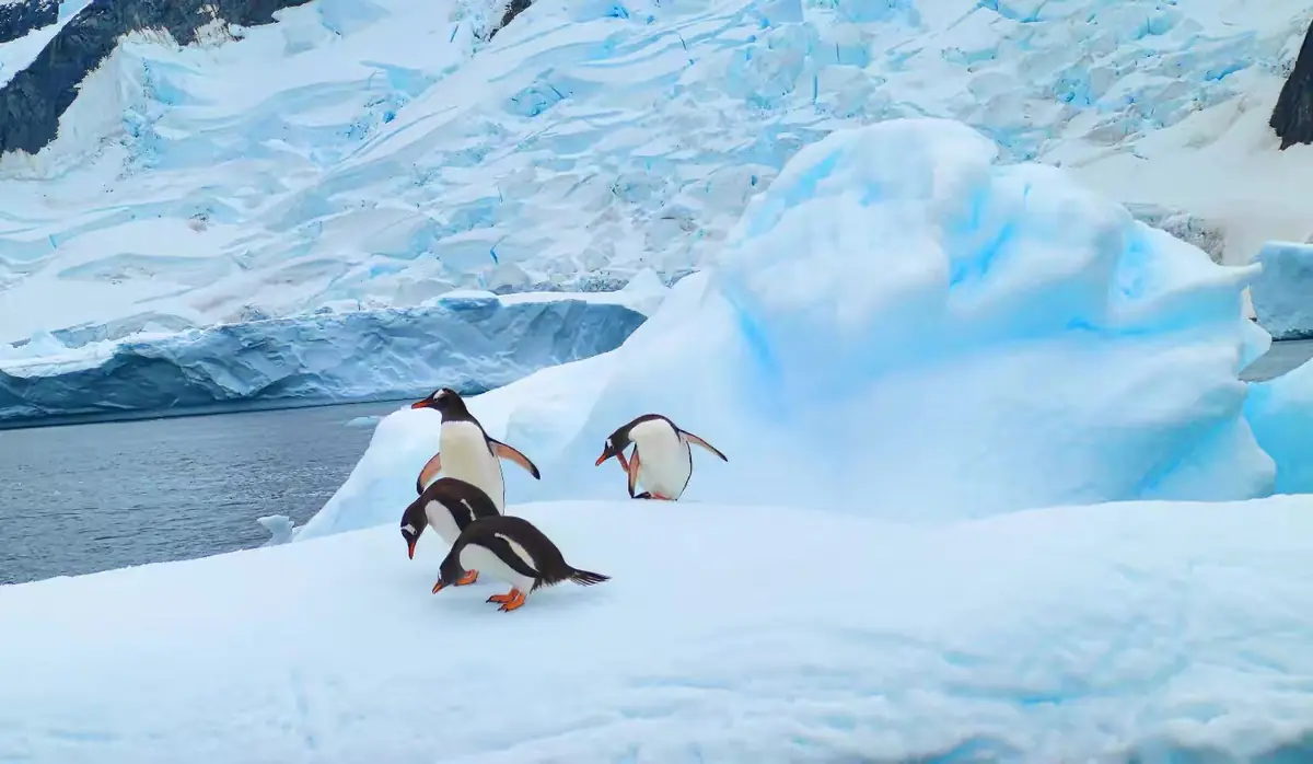 The Southernmost World: Antarctica image 18
