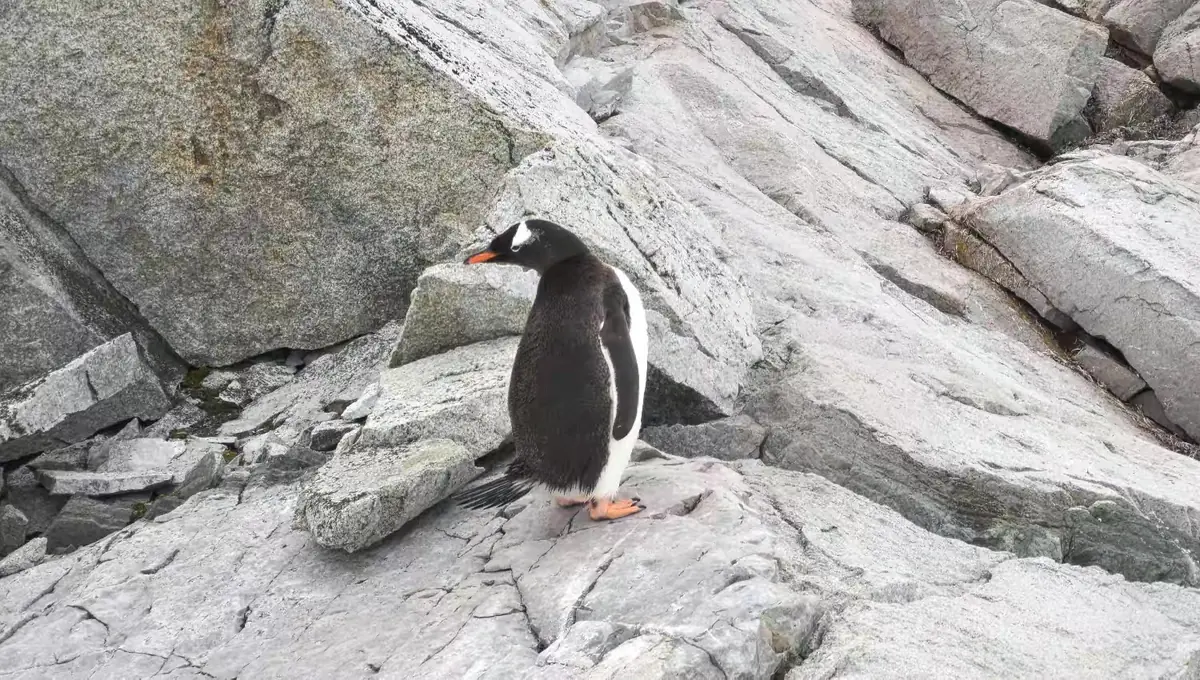 The Southernmost World: Antarctica image 21