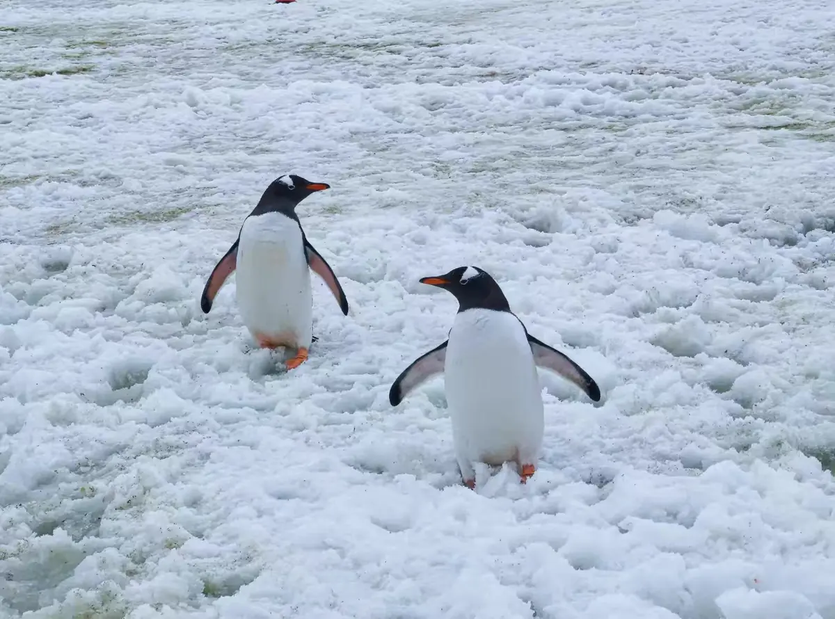 The Southernmost World: Antarctica image 24