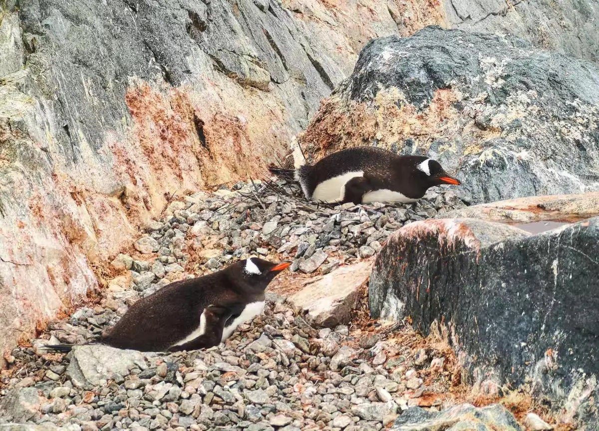 The Southernmost World: Antarctica image 25