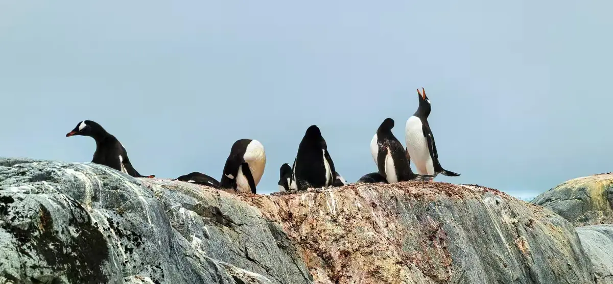 The Southernmost World: Antarctica image 26