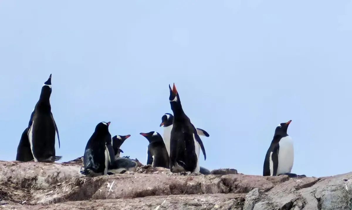The Southernmost World: Antarctica image 28