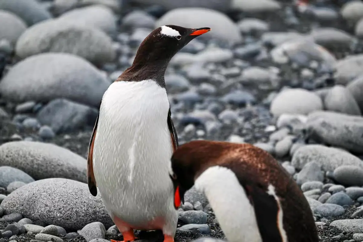 The Southernmost World: Antarctica image 39