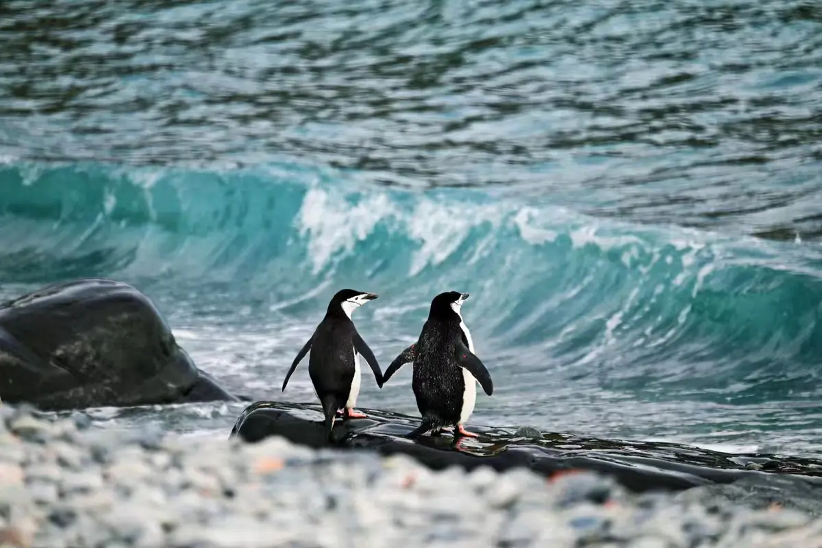The Southernmost World: Antarctica image 40