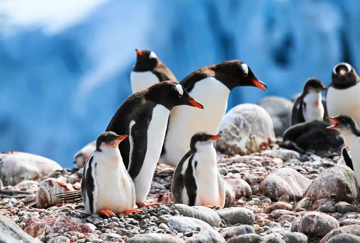 The Southernmost World: Antarctica image 41