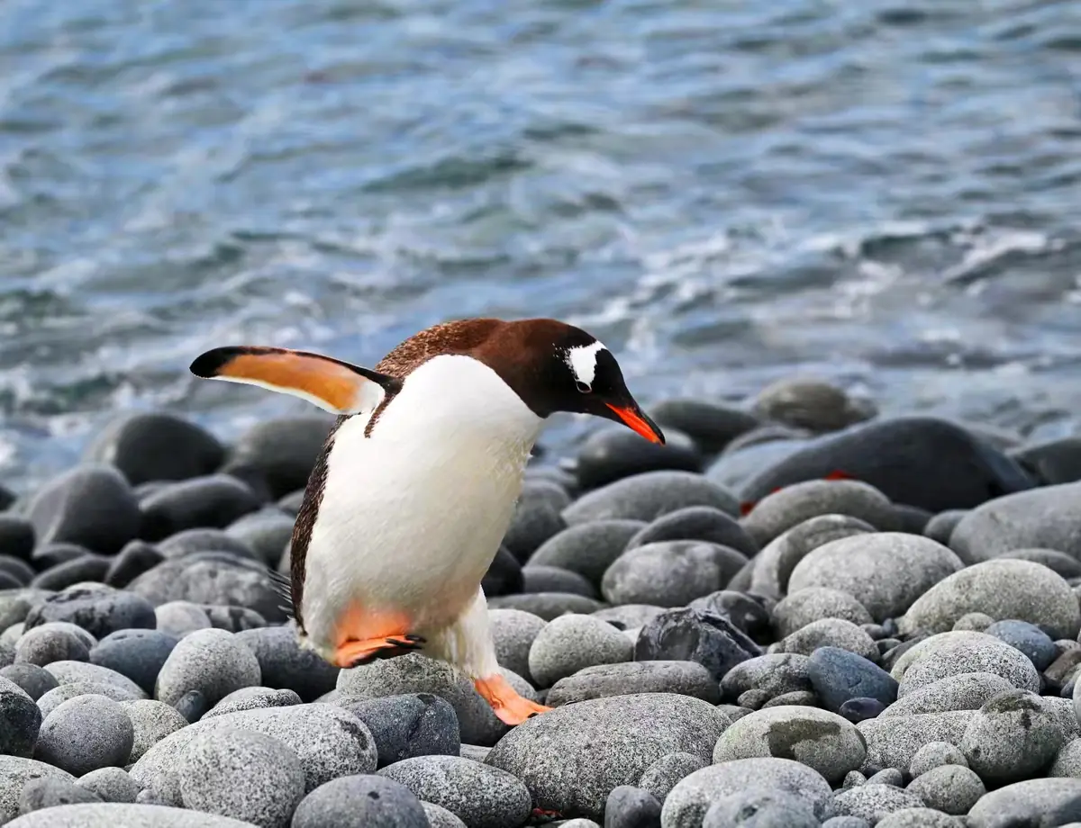 The Southernmost World: Antarctica image 42
