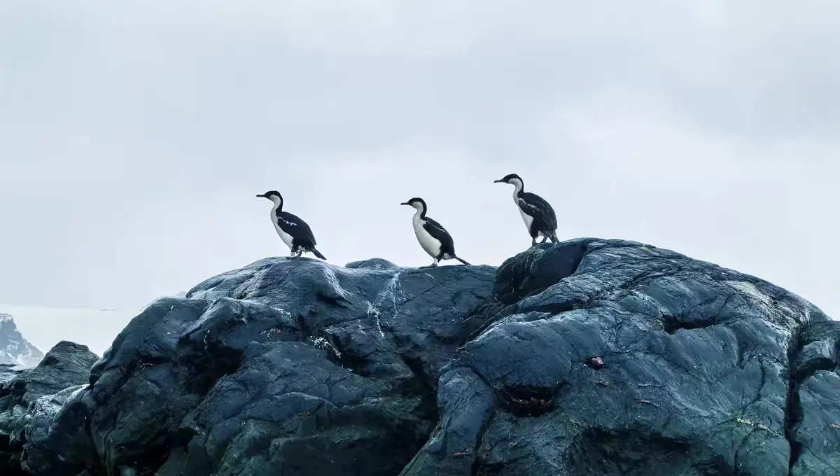 The Southernmost World: Antarctica image 51