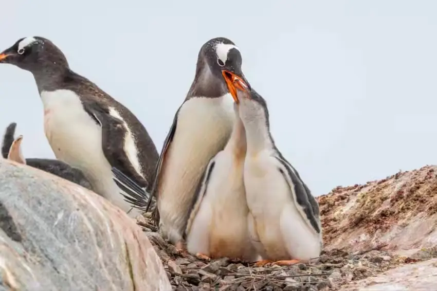 The Southernmost World: Antarctica image 64