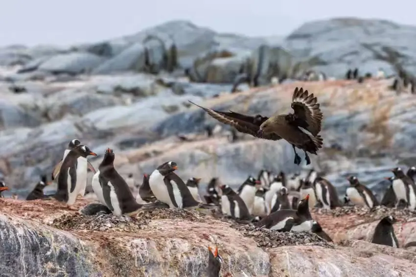 The Southernmost World: Antarctica image 76