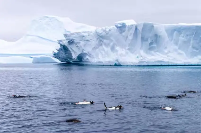 The Southernmost World: Antarctica image 79
