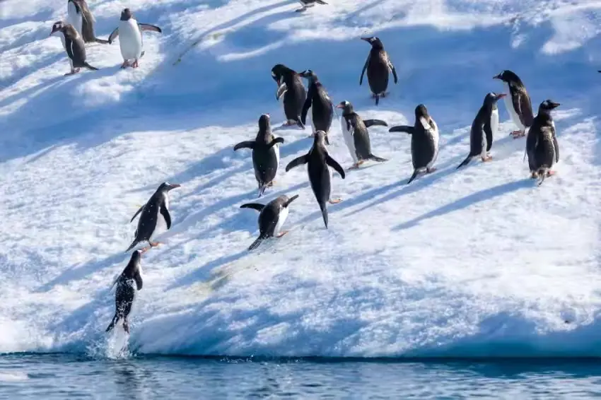 The Southernmost World: Antarctica image 83