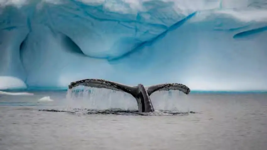 The Southernmost World: Antarctica image 88