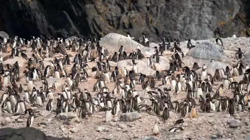 The Southernmost World: Antarctica image 91