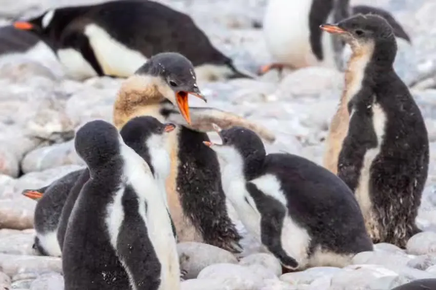 The Southernmost World: Antarctica image 94