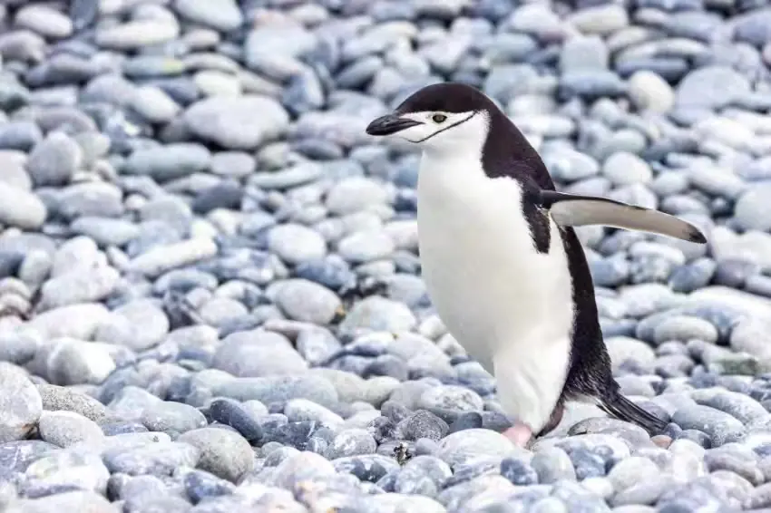 The Southernmost World: Antarctica image 98
