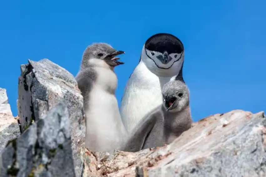 The Southernmost World: Antarctica image 108