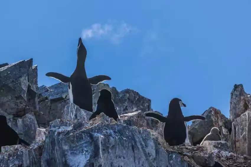 The Southernmost World: Antarctica image 111