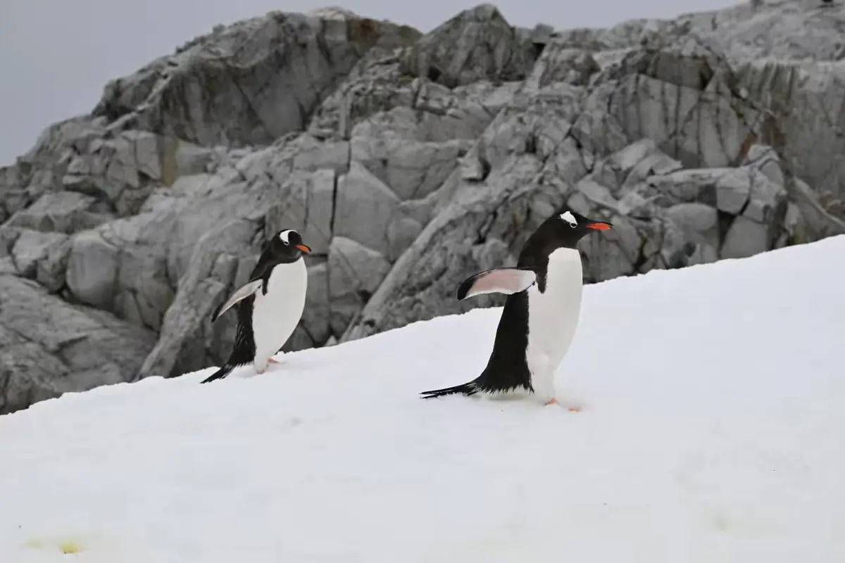 The Southernmost World: Antarctica image 114