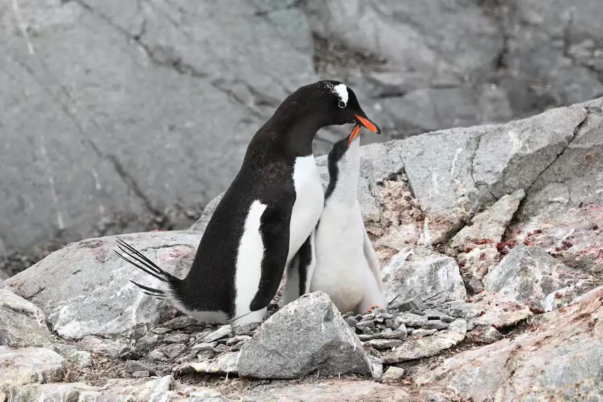 The Southernmost World: Antarctica image 115