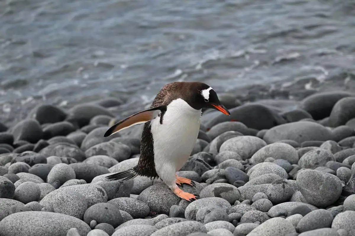 The Southernmost World: Antarctica image 116