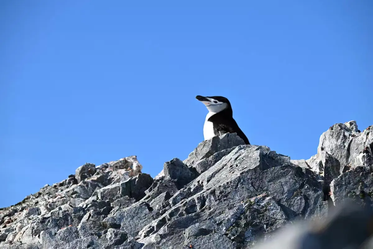 The Southernmost World: Antarctica image 117