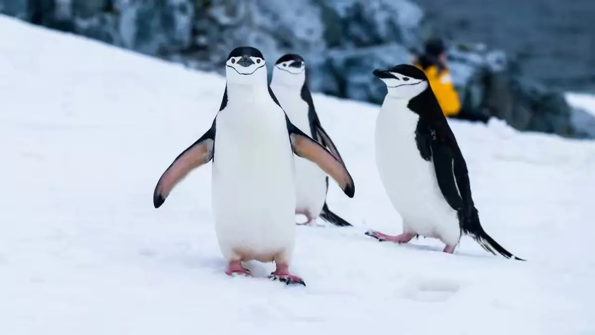 The Southernmost World: Antarctica image 123