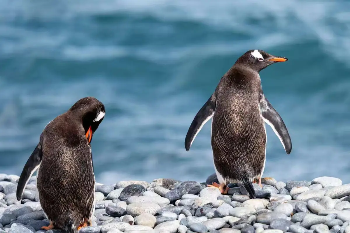 The Southernmost World: Antarctica image 147