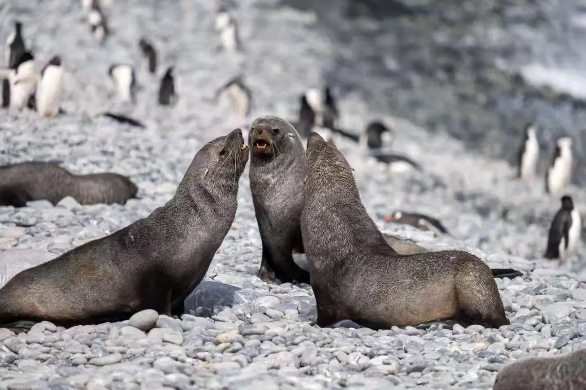 The Southernmost World: Antarctica image 148