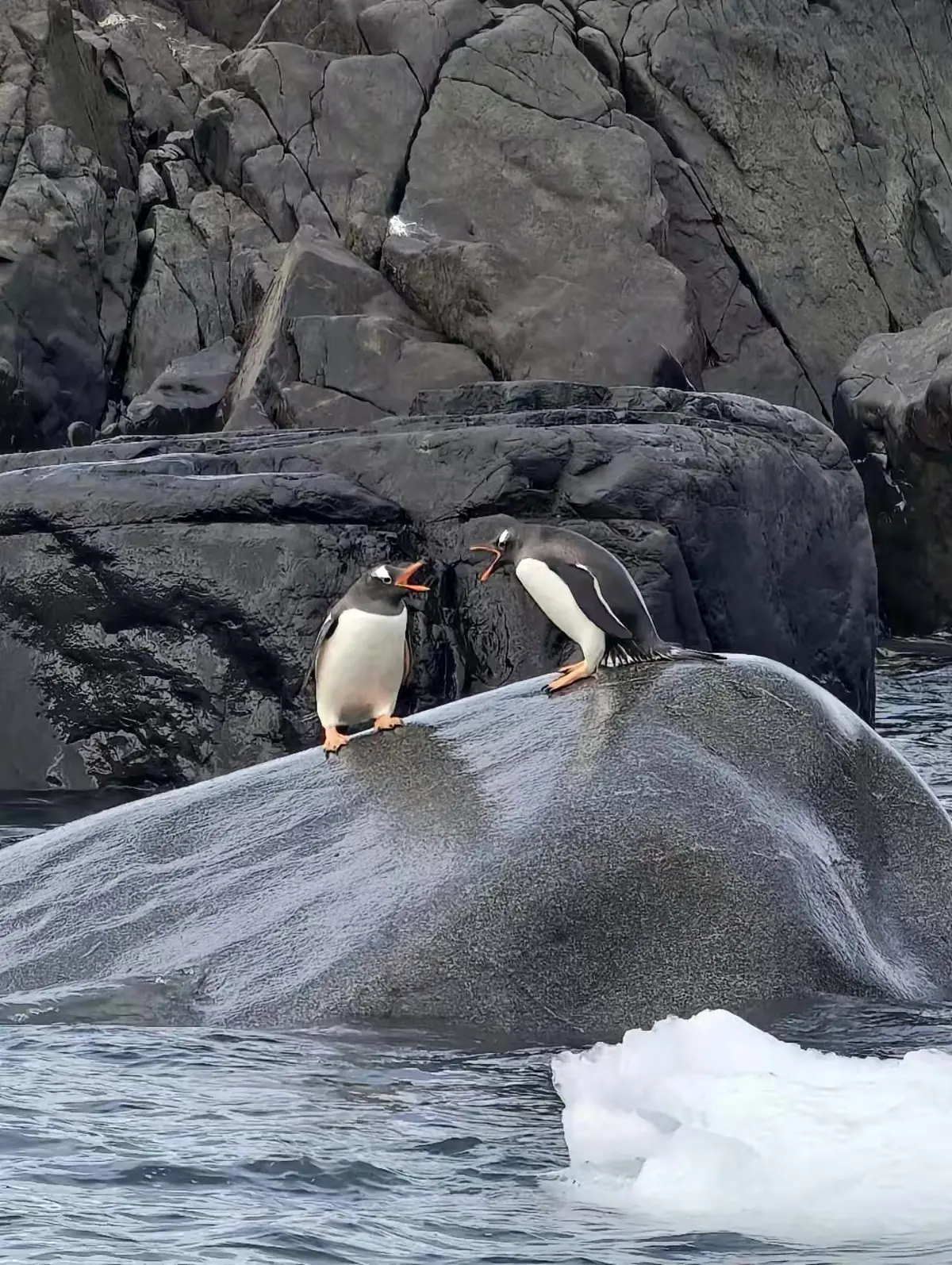 The Southernmost World: Antarctica image 150