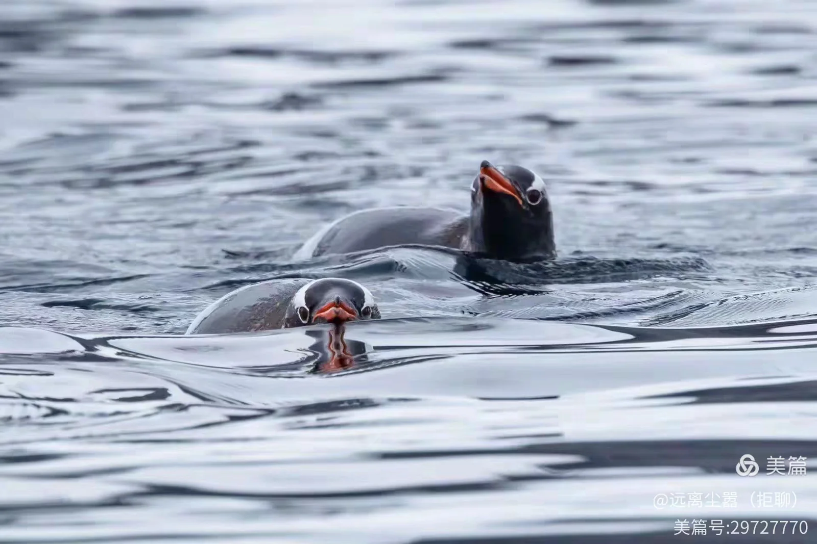 An Unforgettable Lunar New Year in Antarctica image 11