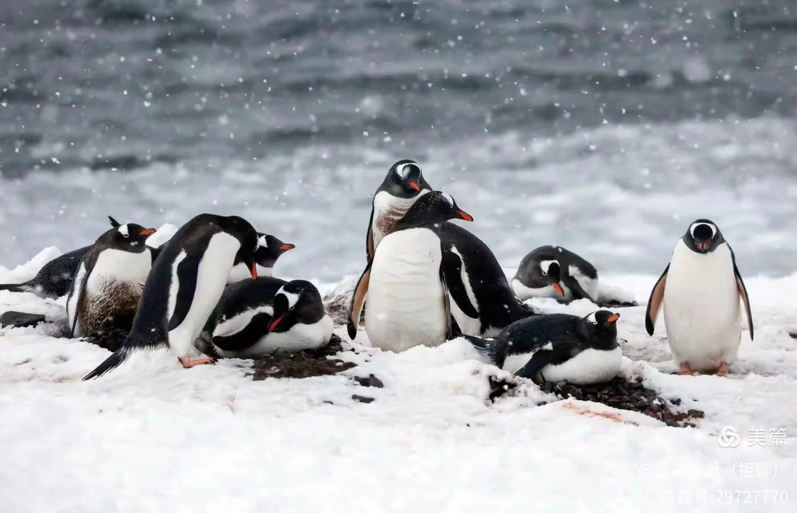 An Unforgettable Lunar New Year in Antarctica image 12