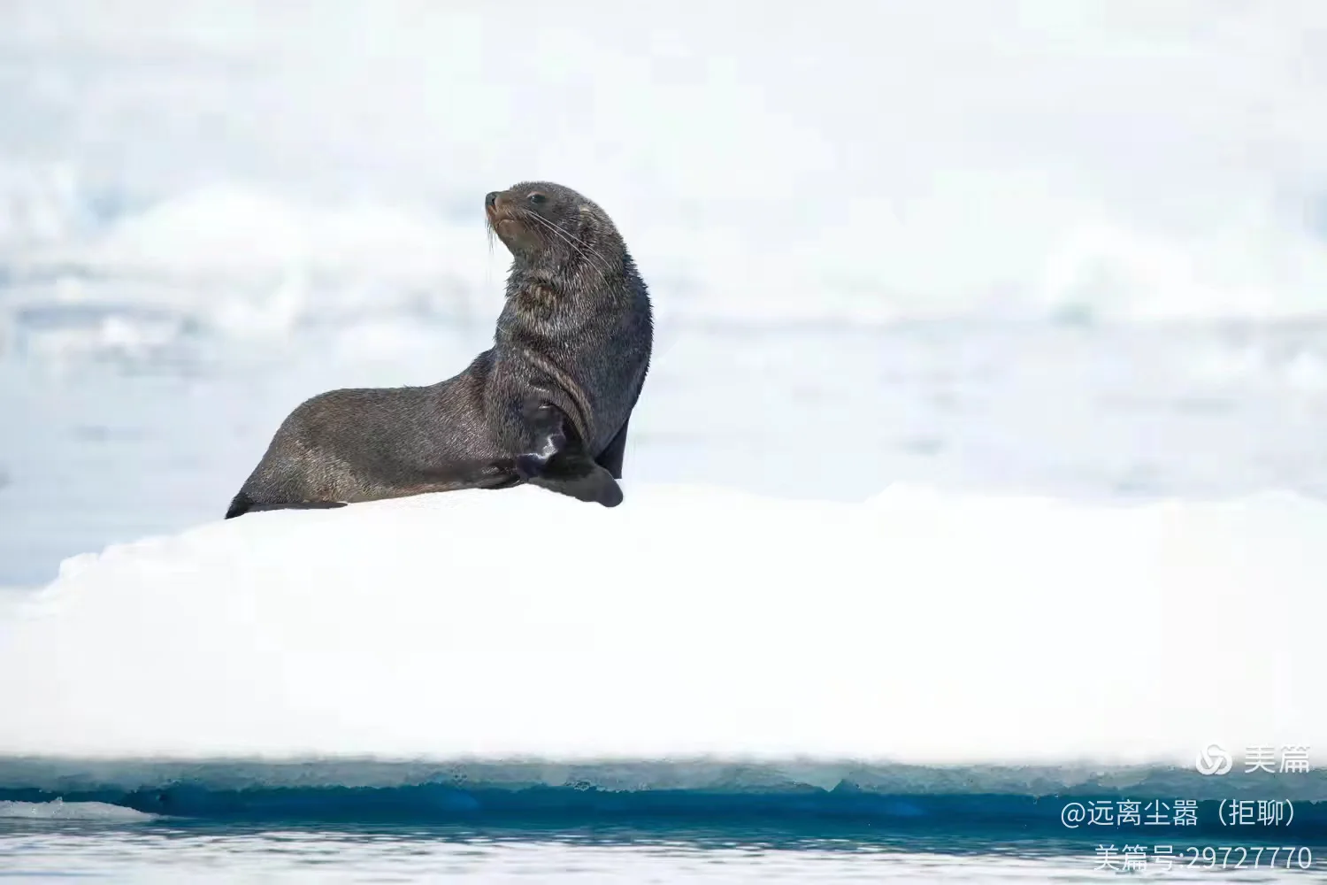 An Unforgettable Lunar New Year in Antarctica image 13