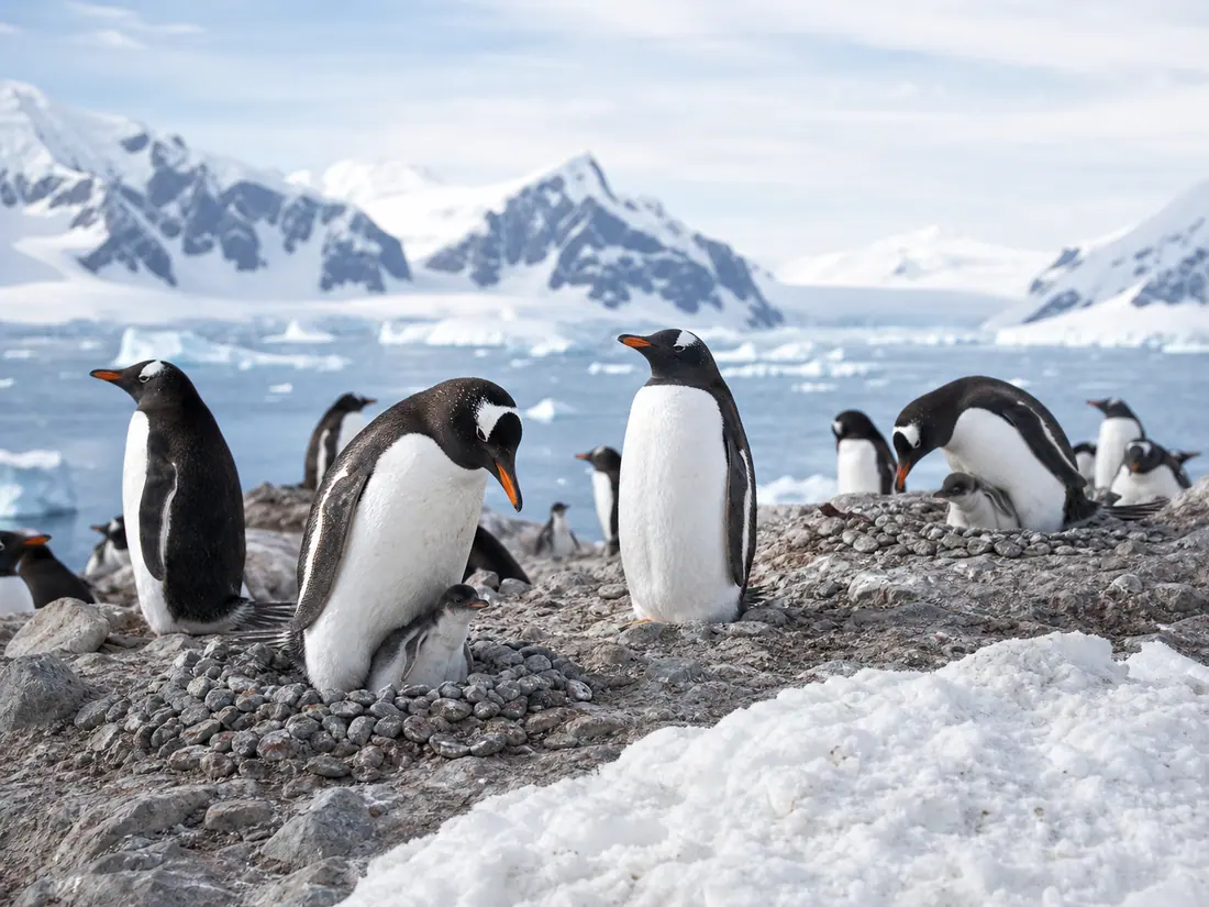 Penguins tending chicks beside stone nests, with ice and mountains beyond.