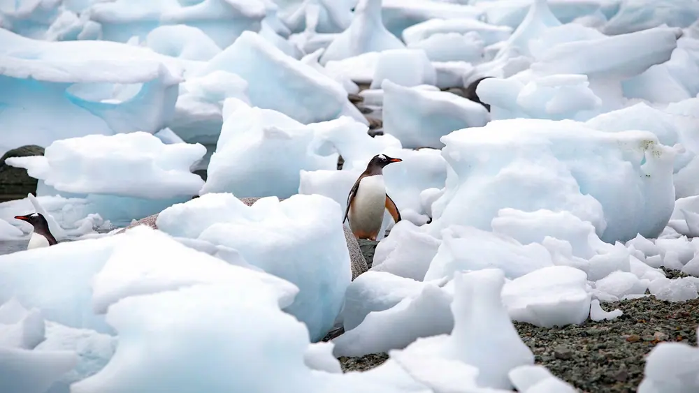 Ocean Explorer Classic Antarctic Peninsula trip image 3