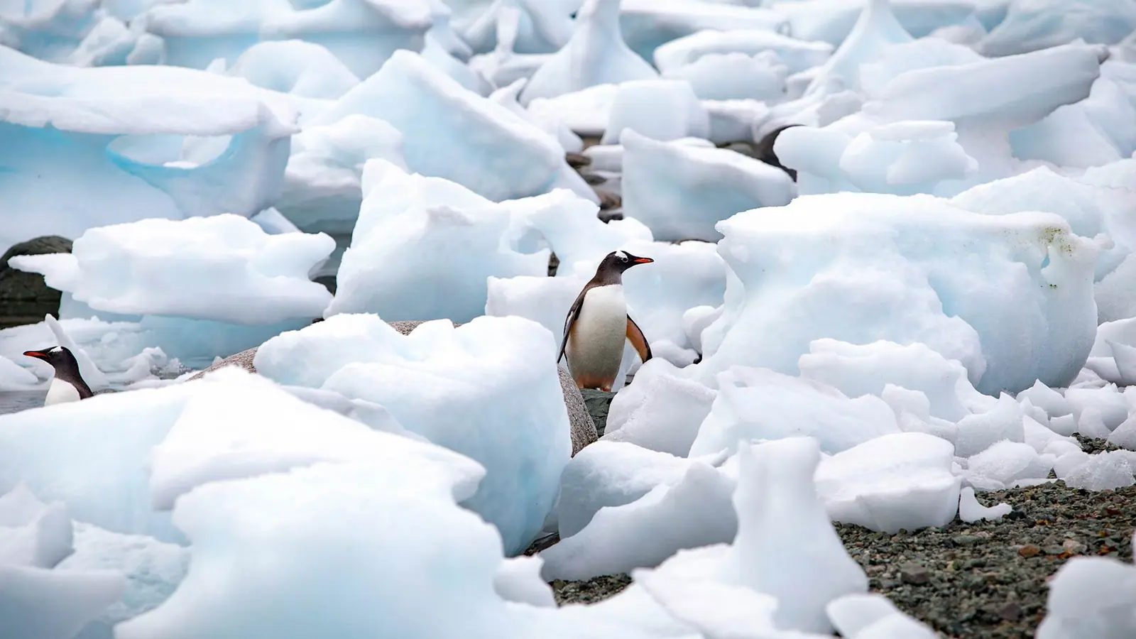Seabourn Venture Classic Antarctic Peninsula Expedition Seabourn Expedition Ship and Onboard Service