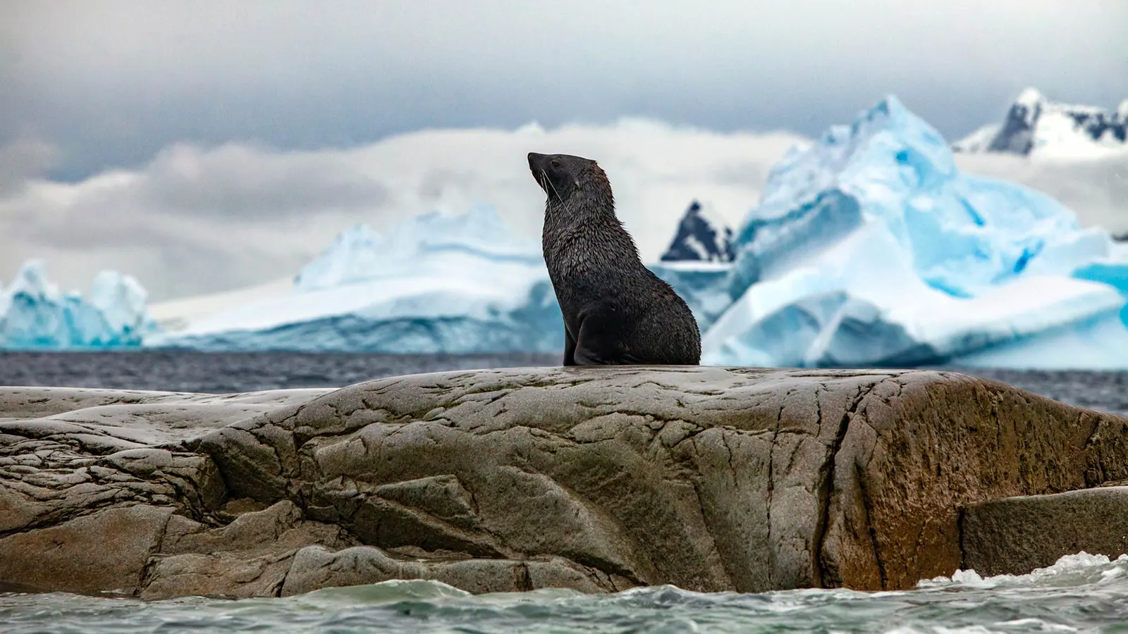 Seabourn Venture Classic Antarctic Peninsula Expedition Cabin Availability and Booking Notes