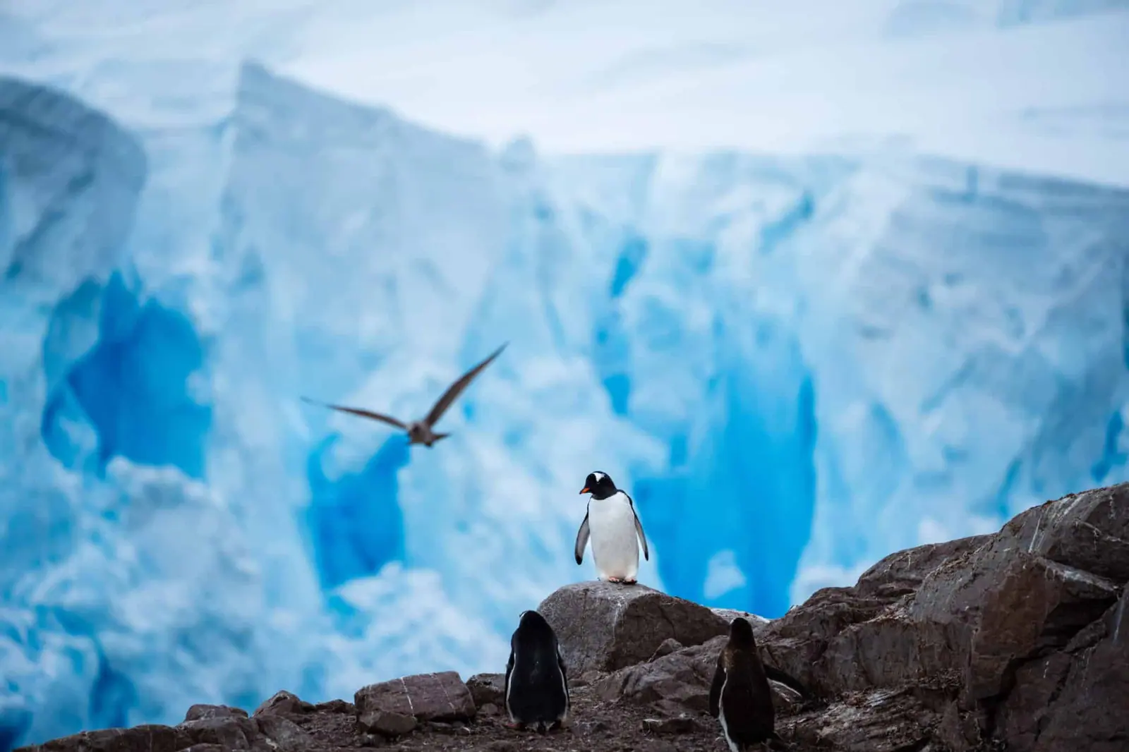Seaventure Antarctic Circle, Antarctic Peninsula and Great Wall Station Direction Seaventure Expedition Ship and Onboard Program