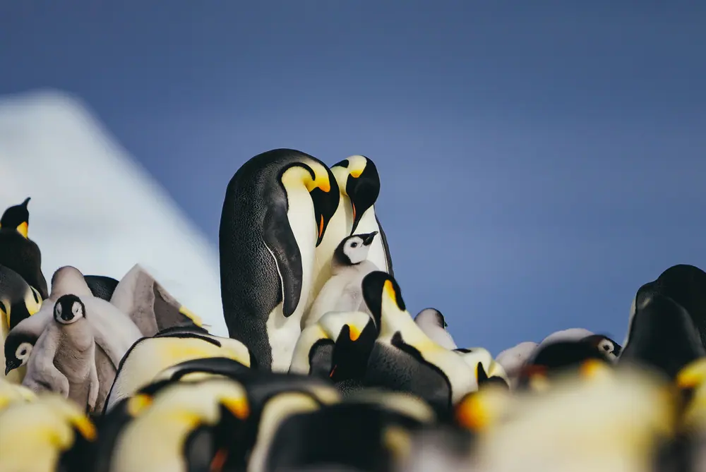 Greg Mortimer Antarctica Complete Expedition trip image 2