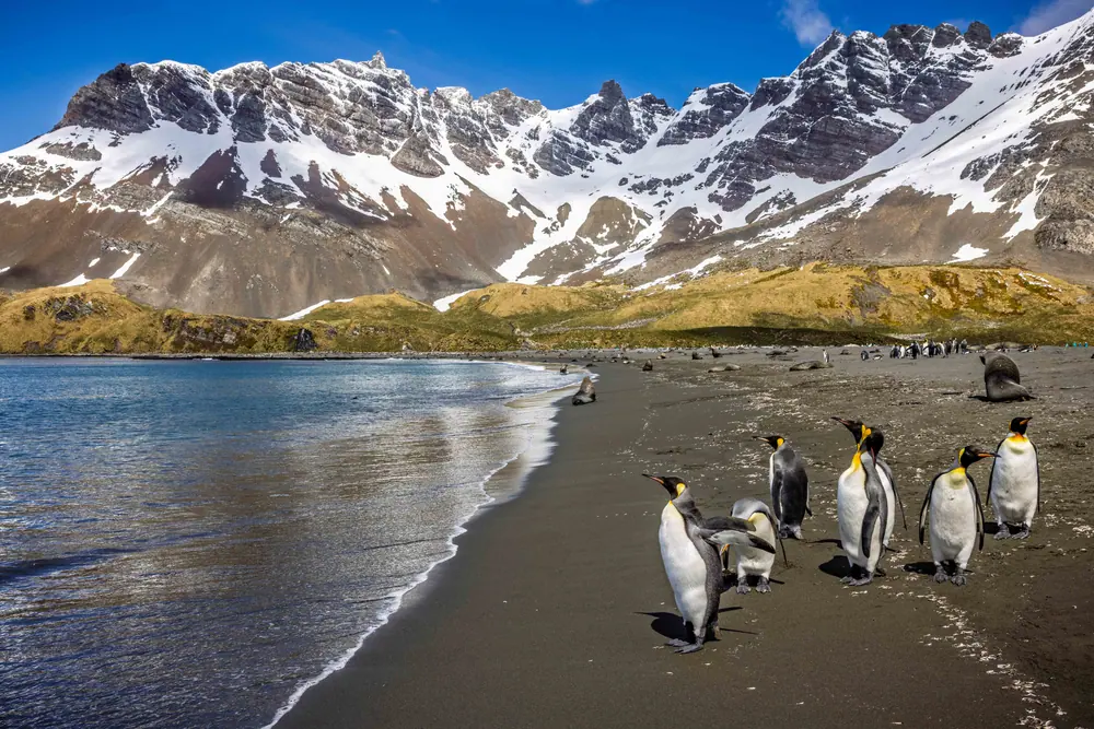 Greg Mortimer Antarctica Complete Expedition trip image 3