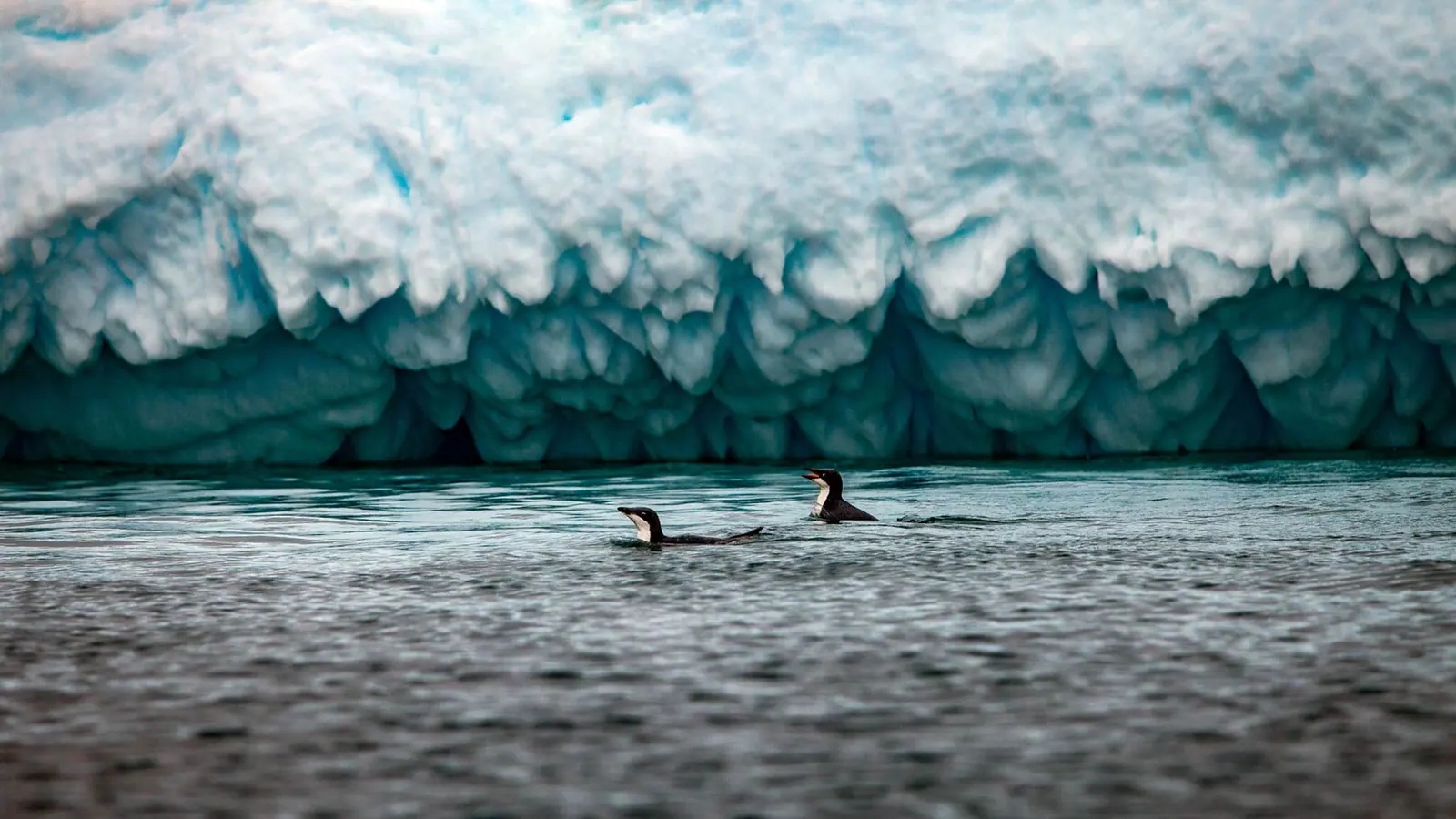 Magellan Explorer Classic Antarctica Air-Cruise Traveler Profile and Booking Notes