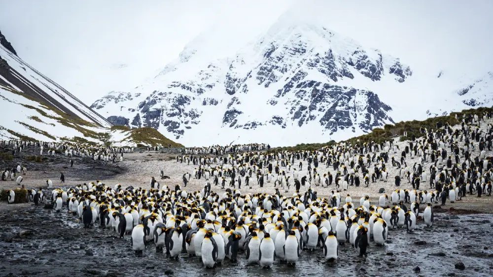 Douglas Mawson Antarctica Complete Expedition trip image 1