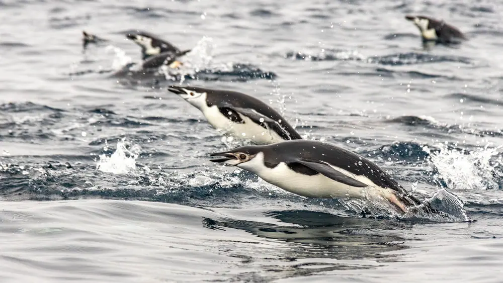 Magellan Explorer Classic Antarctica Air-Cruise trip image 2