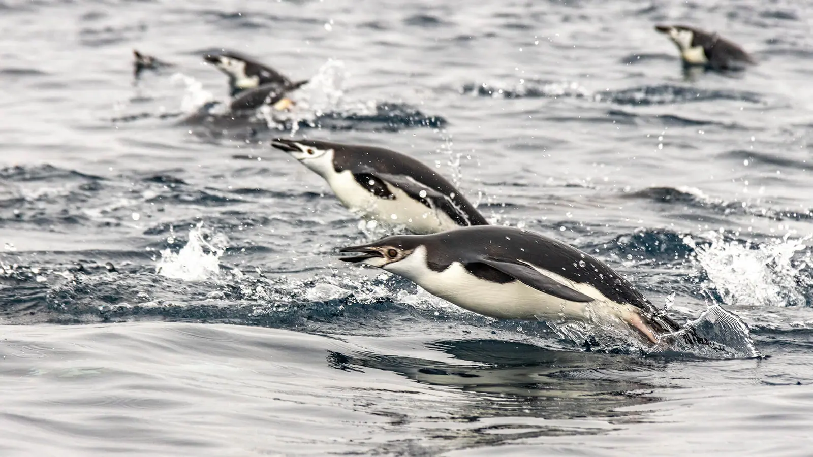 Magellan Discoverer Classic Antarctica Air-Cruise Traveler Profile and Booking Notes
