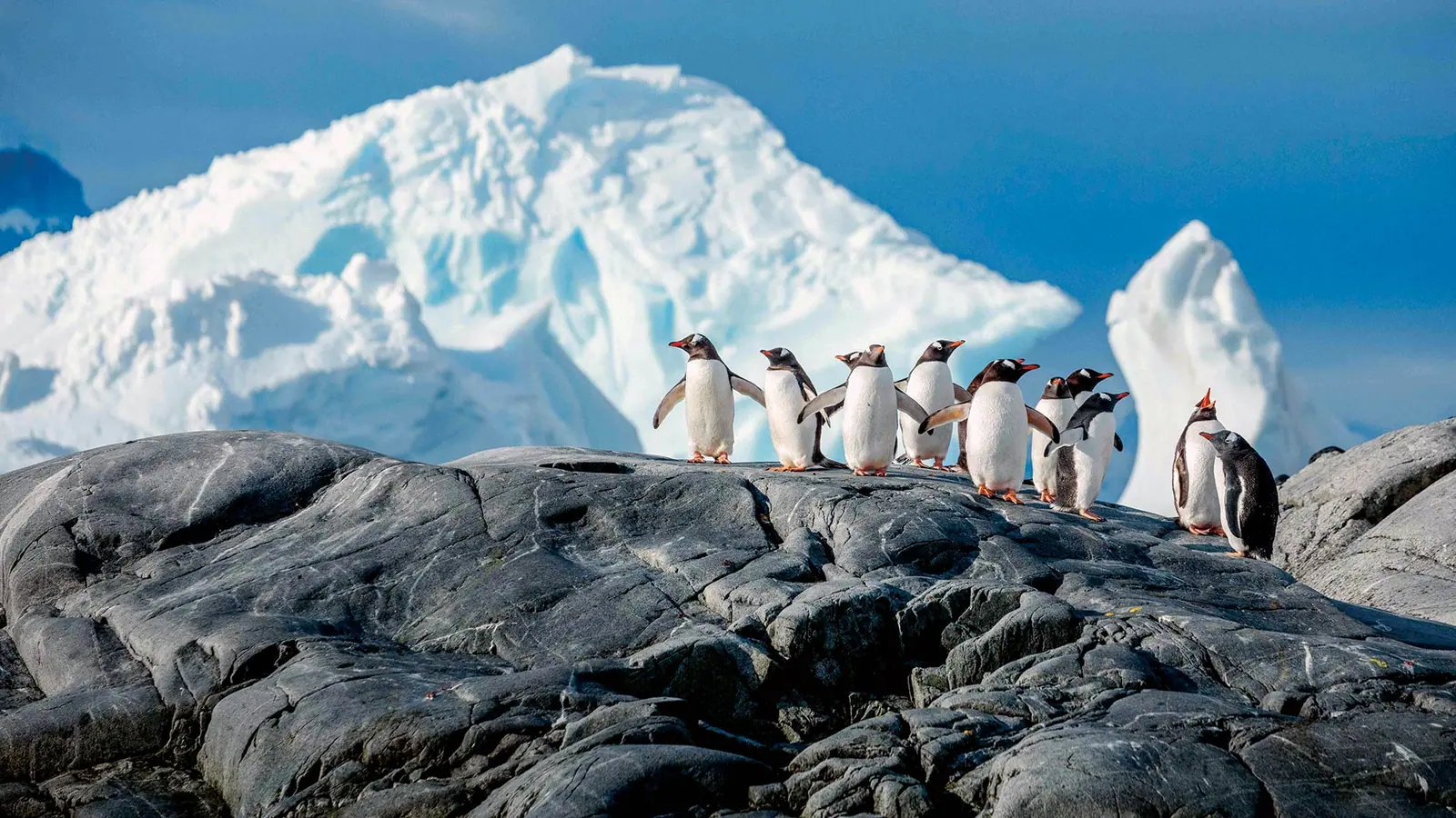 Le Lyrial Classic Antarctic Peninsula Expedition Zodiac Cruising and Landings