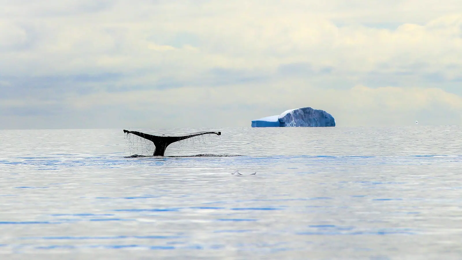 World Traveller 11-night Antarctic Circle and Peninsula Booking, Availability and Travel Notes