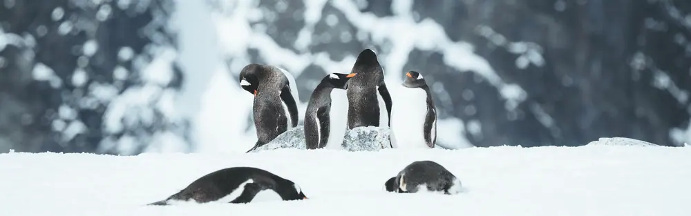 Magellan Explorer Classic Antarctica Air-Cruise trip image 3