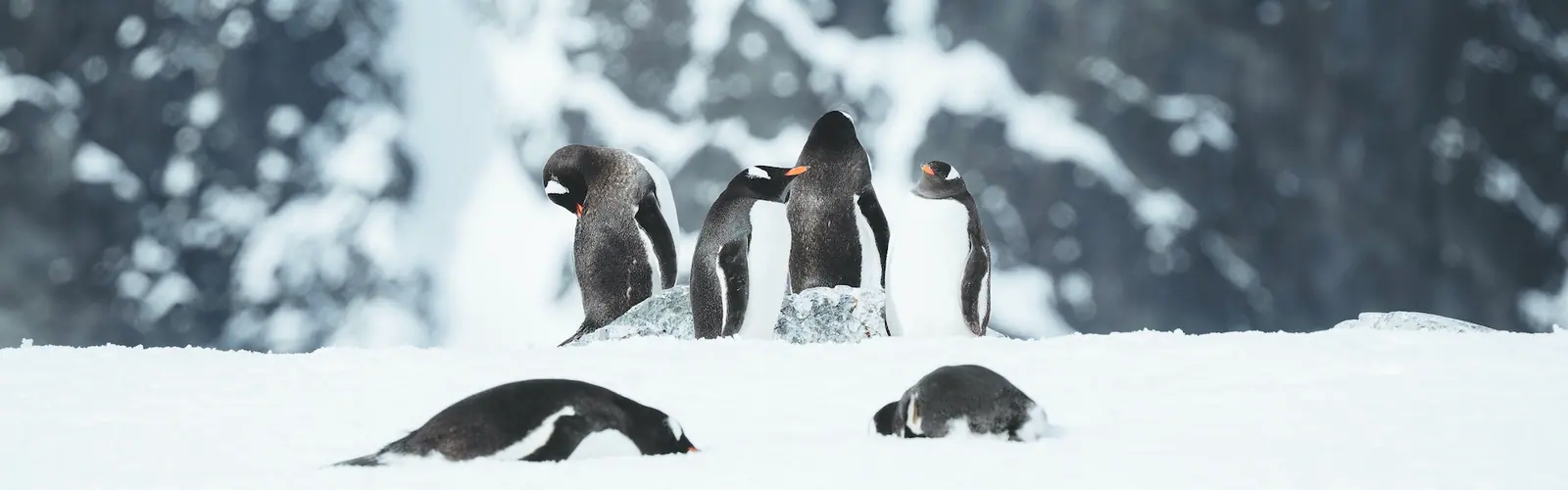 SH Vega Weddell Sea and Antarctic Peninsula Expedition Antarctic Wildlife Window