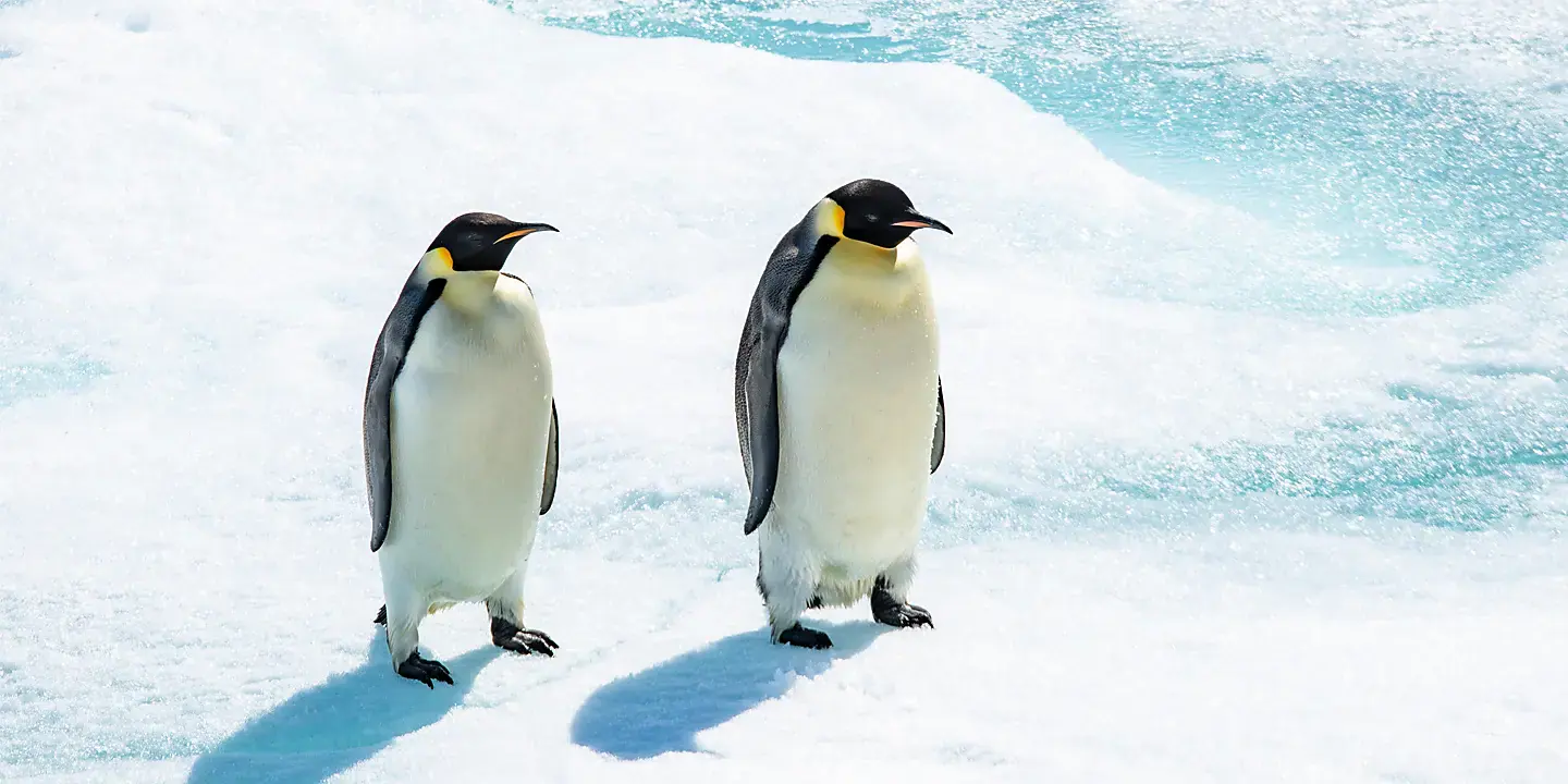 Magellan Discoverer Classic Antarctica Air-Cruise Traveler Profile and Booking Notes