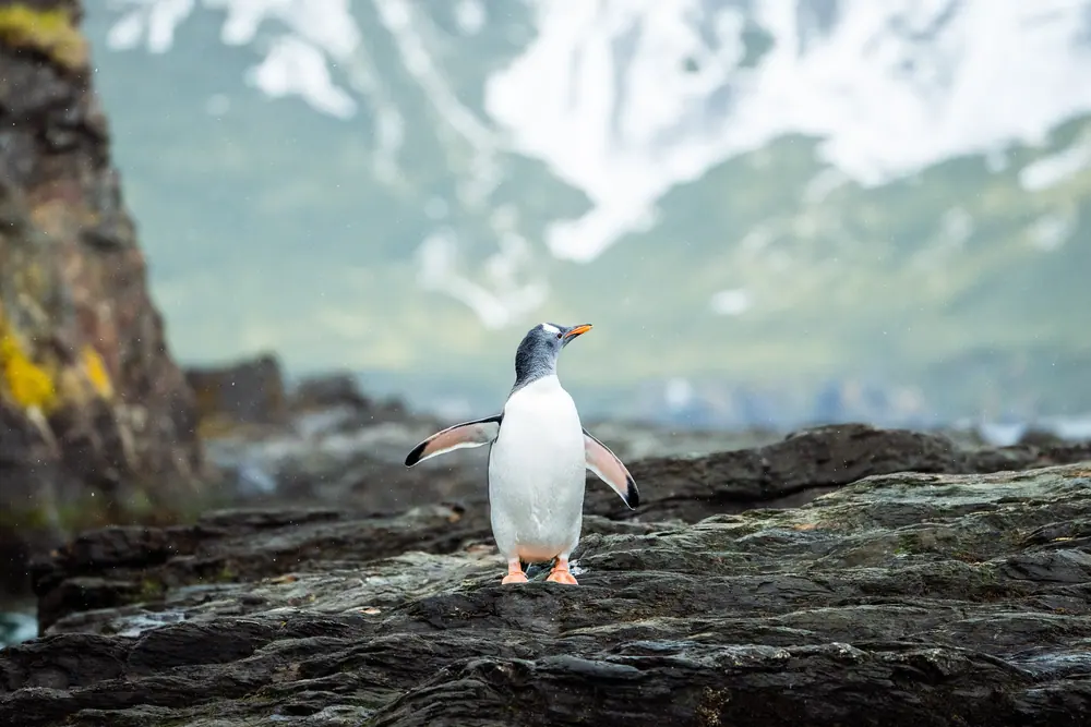 Magellan Explorer Polar Circle Antarctica Air-Cruise trip image 2